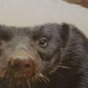 Meet your Posher, Cheri